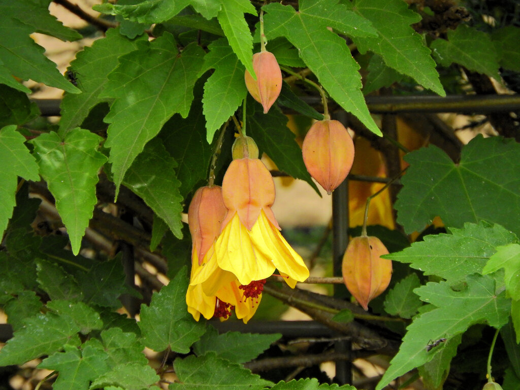 アブチロン：イエロー　２