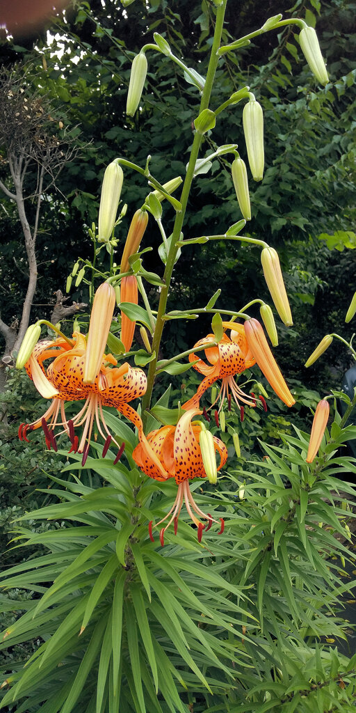 鬼百合　１