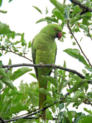 ワカケホンセイインコが林檎を喰い荒らす　２