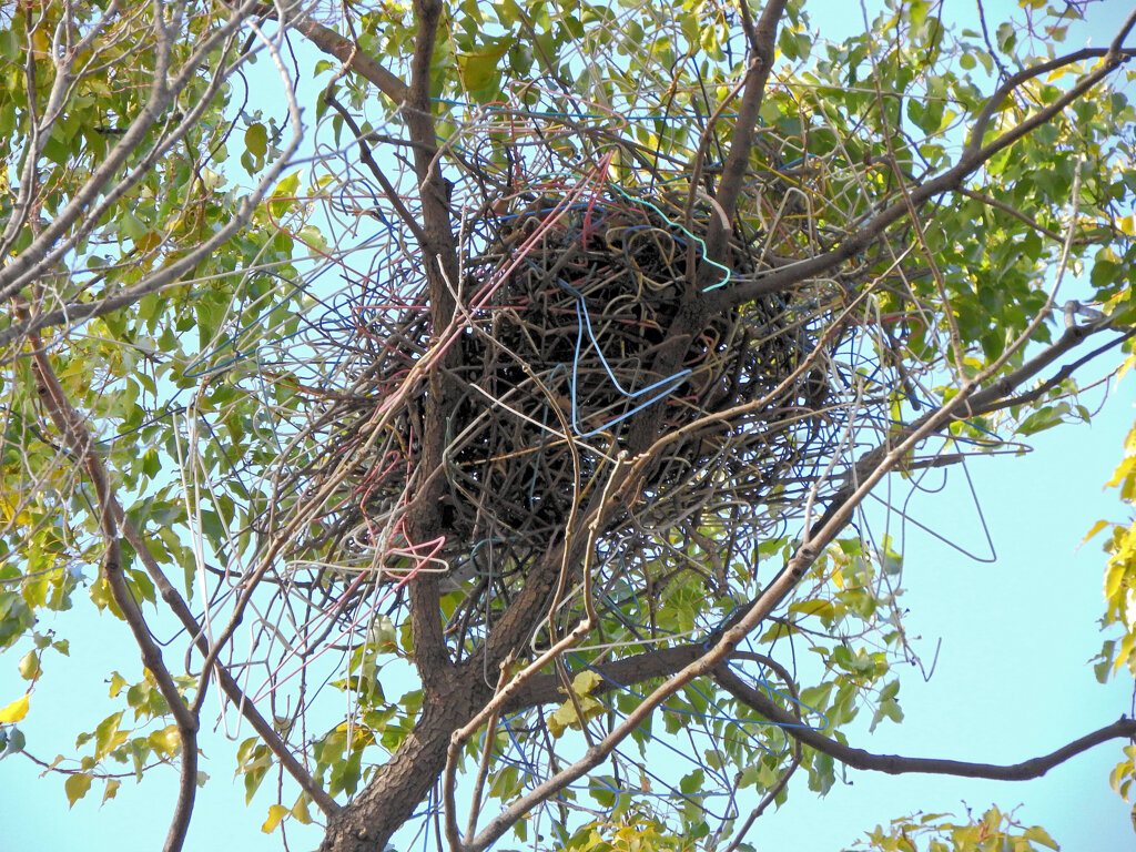 ハンガーでお家は、カラスか？　2/2