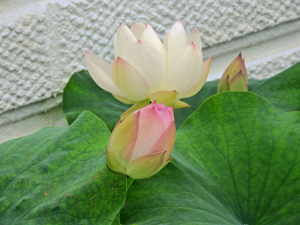 溝ノ口　大蓮寺　蓮の花　１