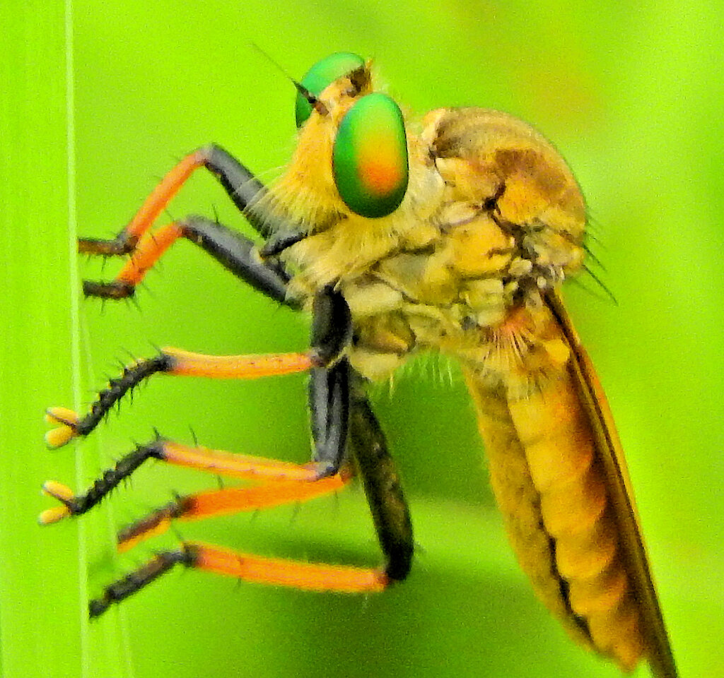 アオメアブ 　ハエ目　短角亜目　ムシヒキアブ科　クシヒゲムシヒキ亜科　５