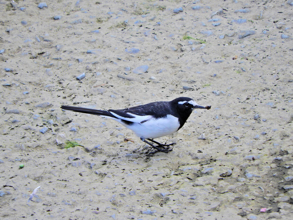 セグロセキレイ　３