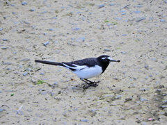 セグロセキレイ　３