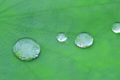 蓮の葉に水滴　１