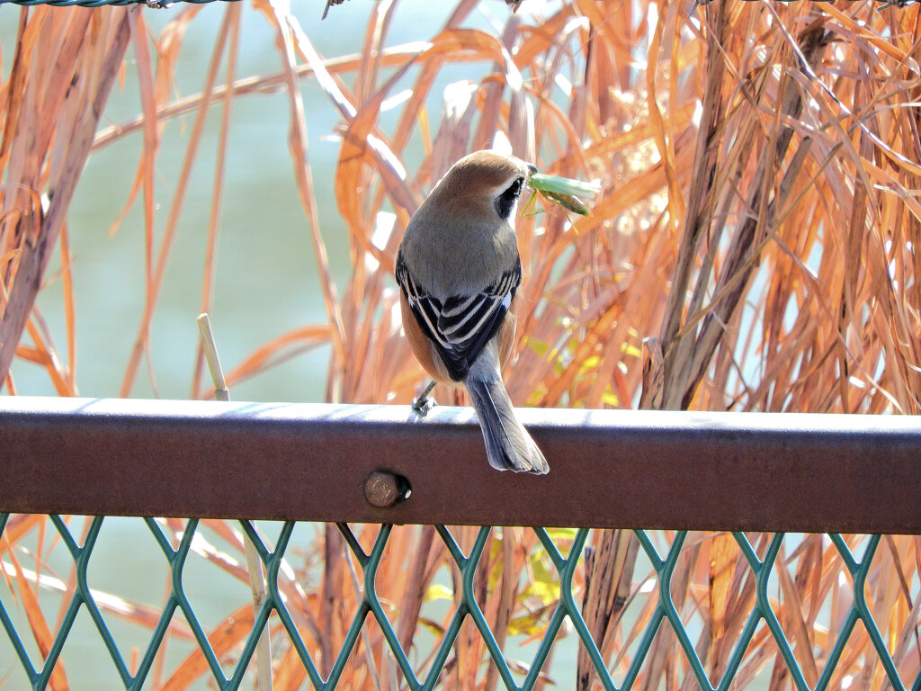 モズ君　蟷螂を捕獲　2/4