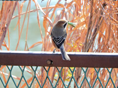 モズ君　蟷螂を捕獲　2/4