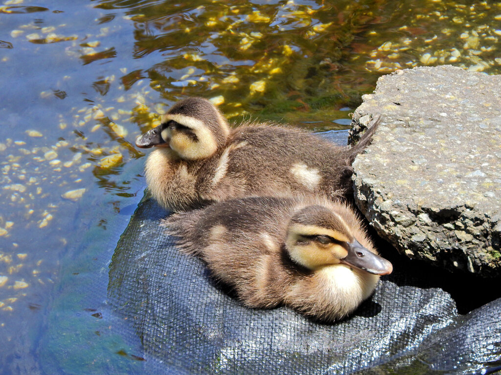 カルガモさん　６