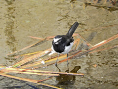 セグロセキレイ　(背黒鶺鴒)　６