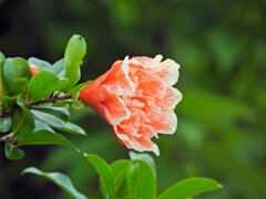 八重咲き石榴の花　６