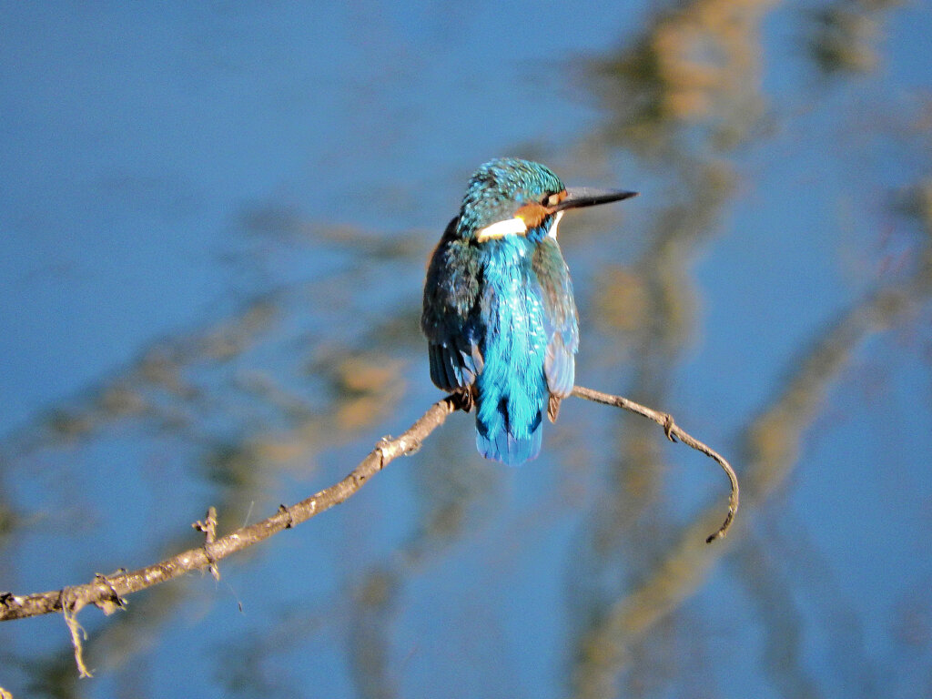 カワセミちゃん　６