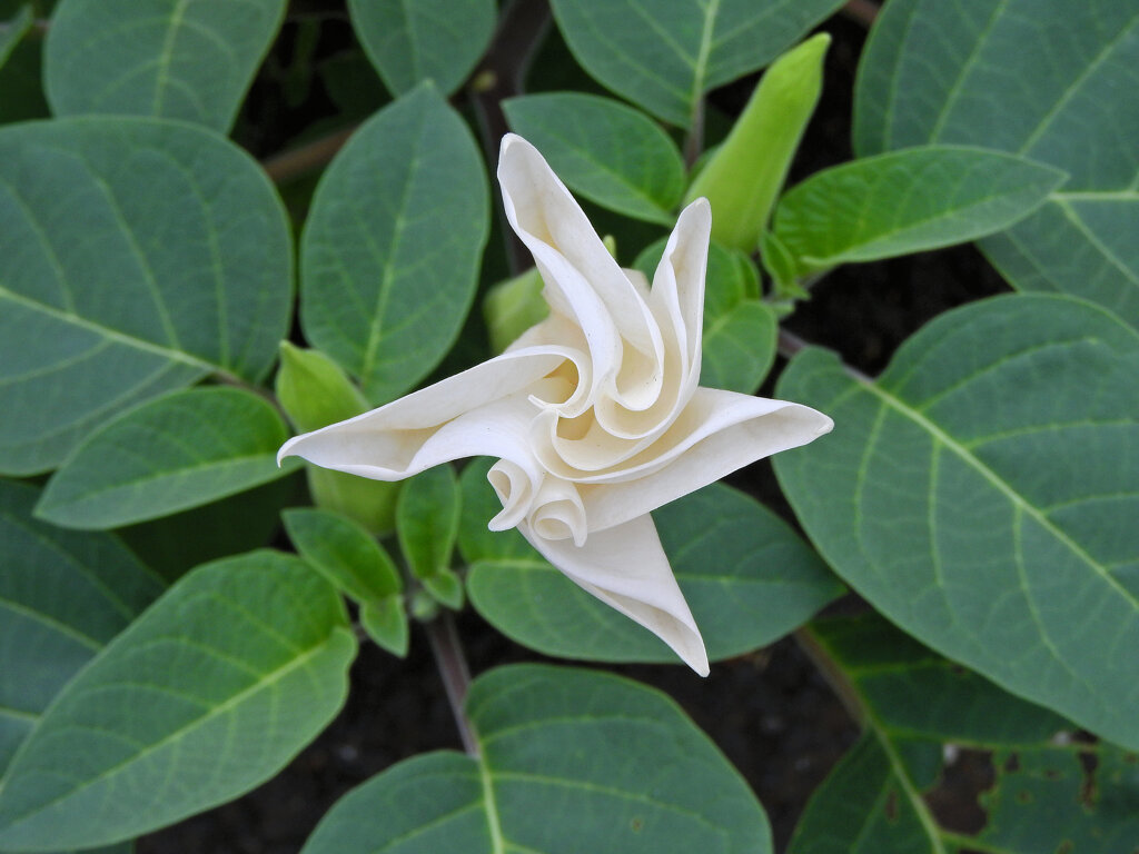 アメリカ朝鮮朝顔  （アメリカちょうせんあさがお）ダチュラ）(Datura)８