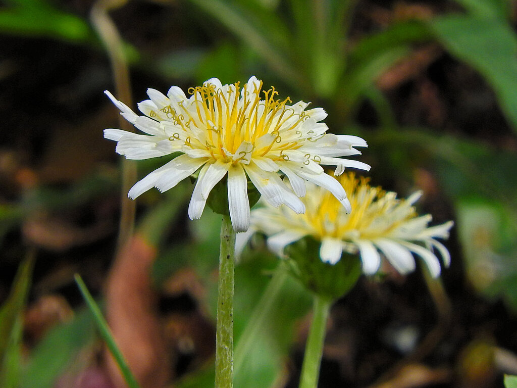 しろばな‐たんぽぽ【白花蒲公英】５
