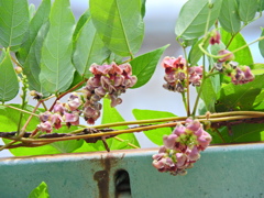 エアポテト（宇宙いも）　花　３