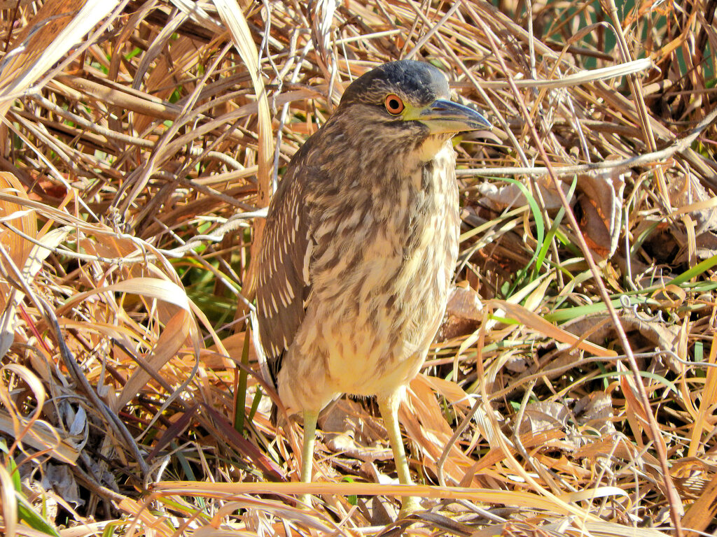 矢上川で　ゴイサギの幼鳥　ホシゴイ　２