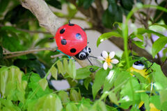 民家の生け垣で大きなテントウ虫を発見！