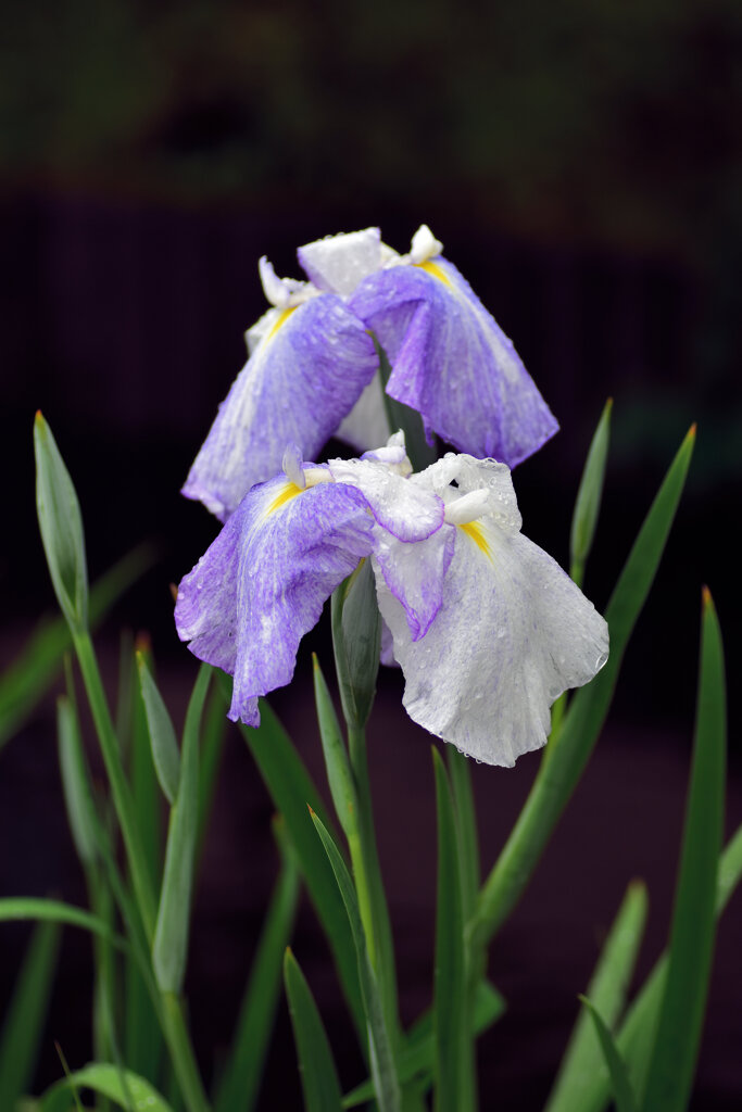 雨上がりの花菖蒲　９