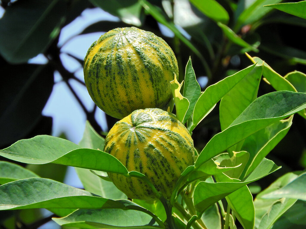 地球柑 　（ シマダイダイ / 斑入ダイダイ ）　３