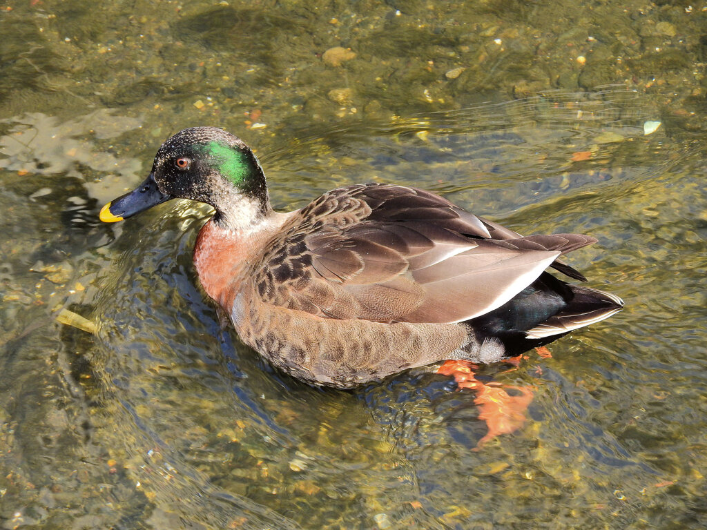 マガモとカルガモのハーフ？　４