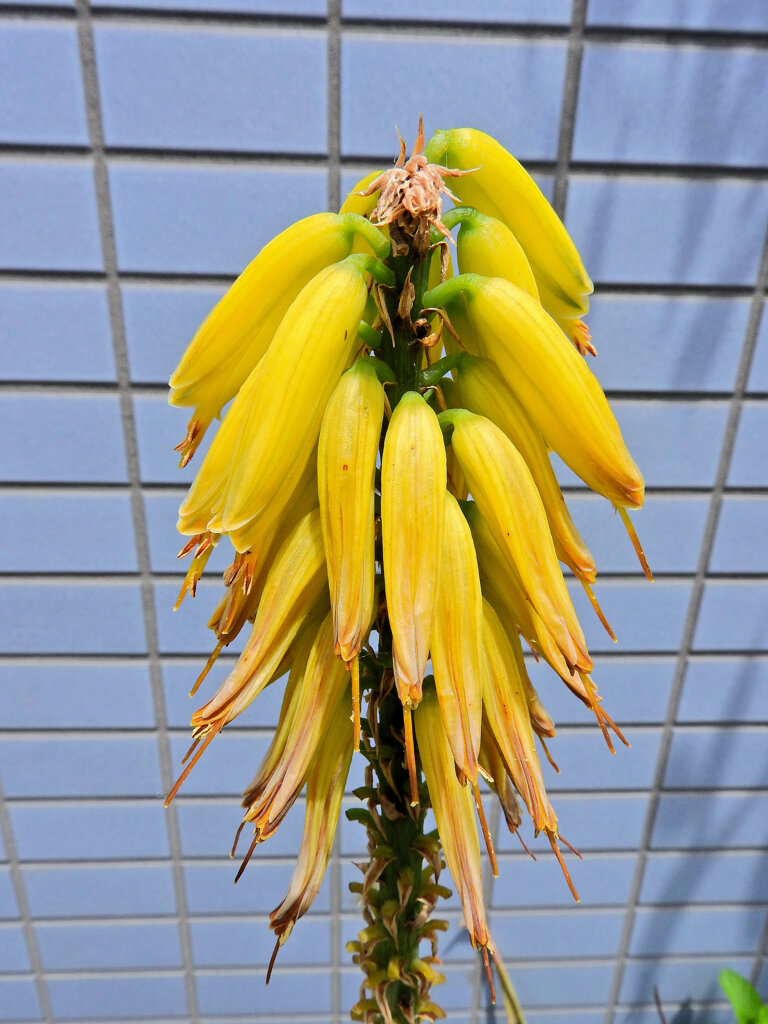 アロエ・ストリアツラ　２