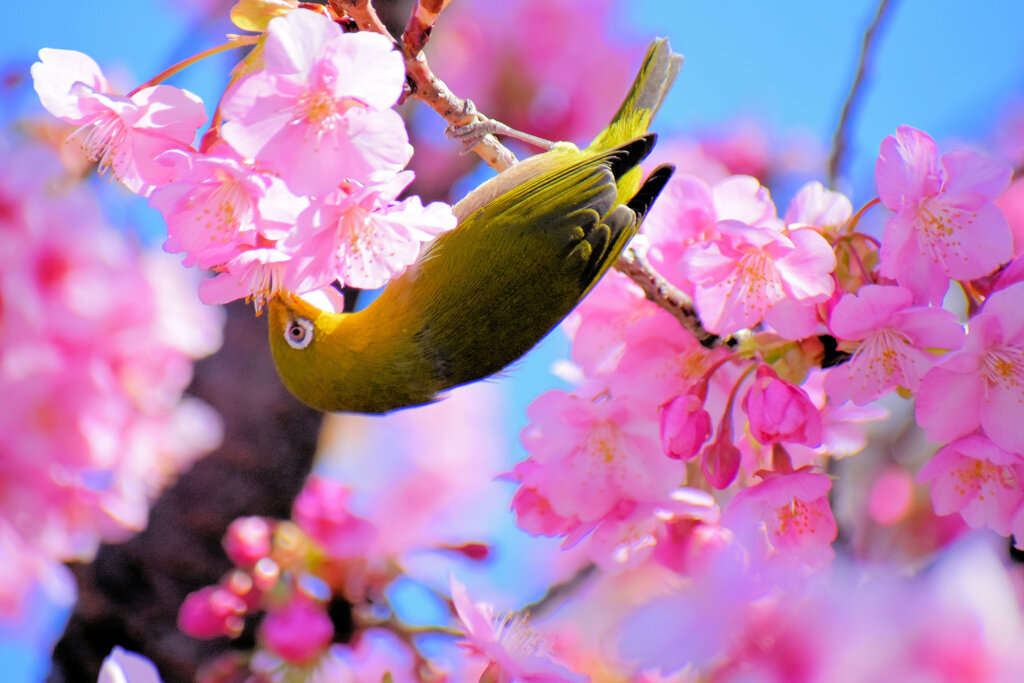 河津サクジロウ　⑥