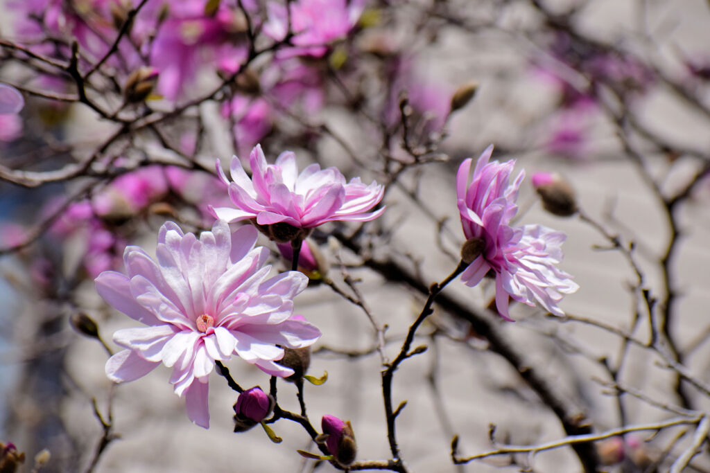シデコブシ（四手辛夷、幣辛夷、四手拳）【ヒメコブシ（姫辛夷）】１