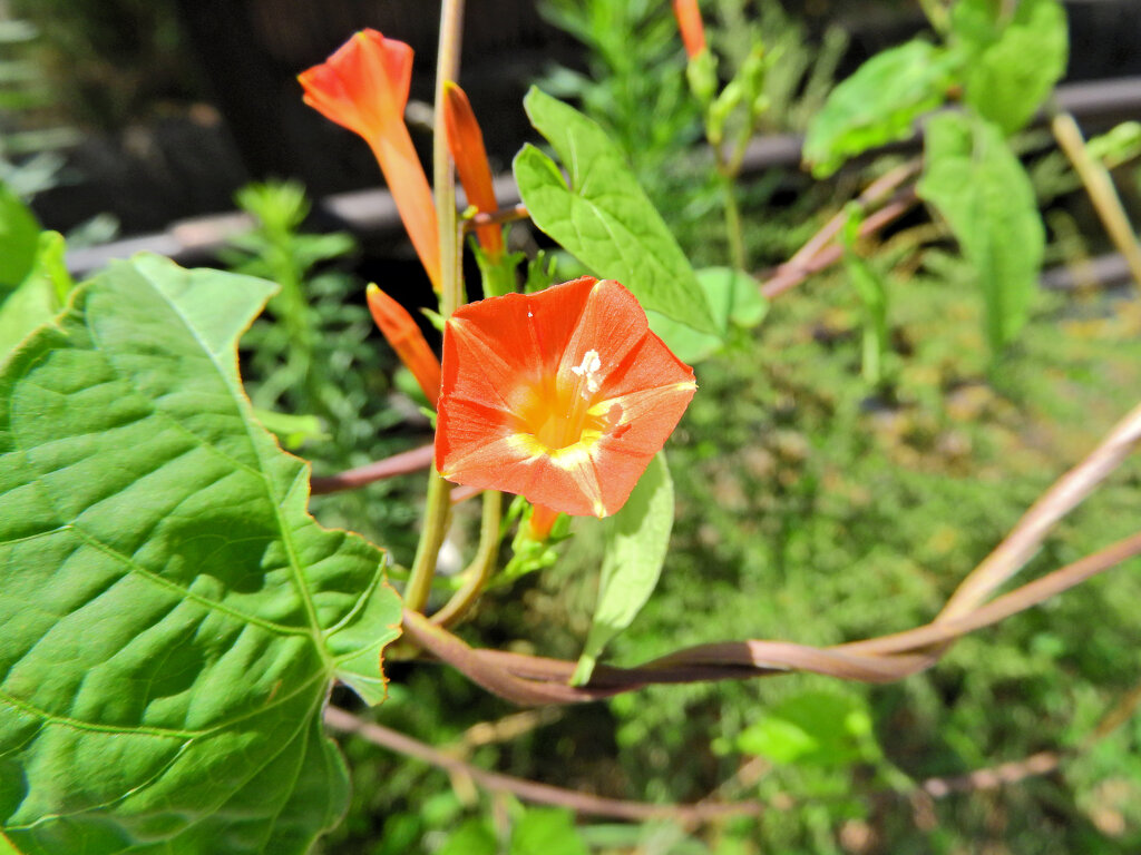 丸葉縷紅草　（まるばるこうそう）　４