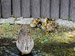 二組目のカルガモの雛ちゃん５羽です　３