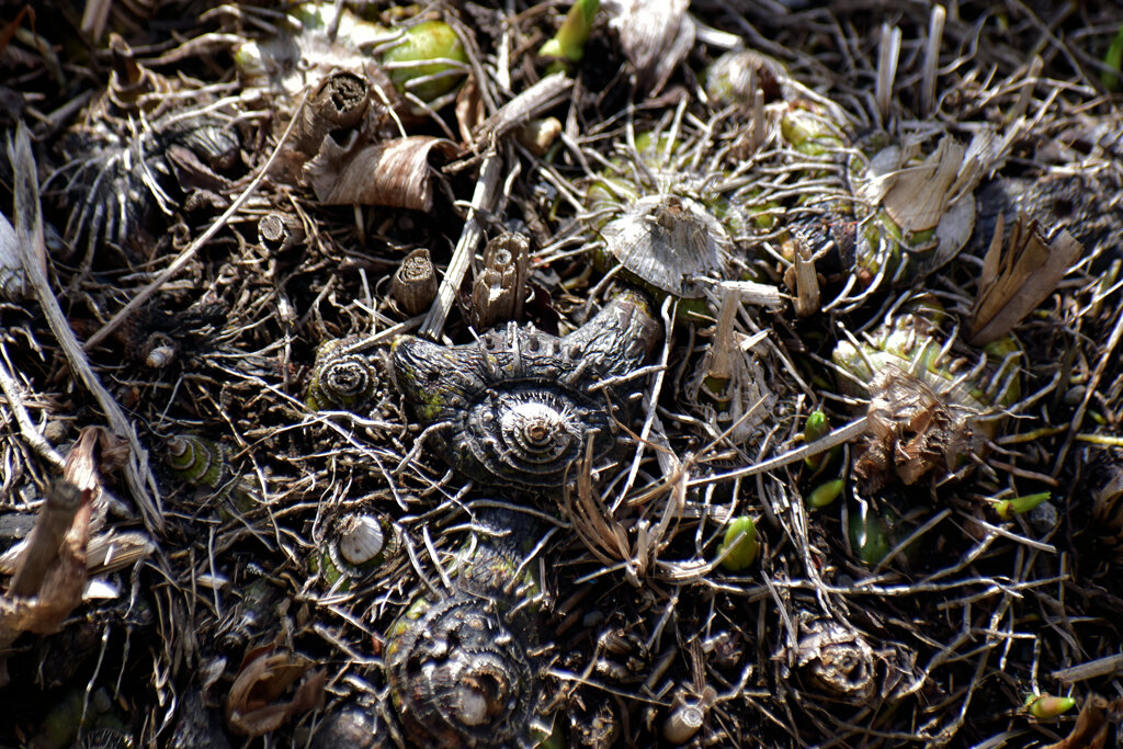 この球根の名は、シラン　４