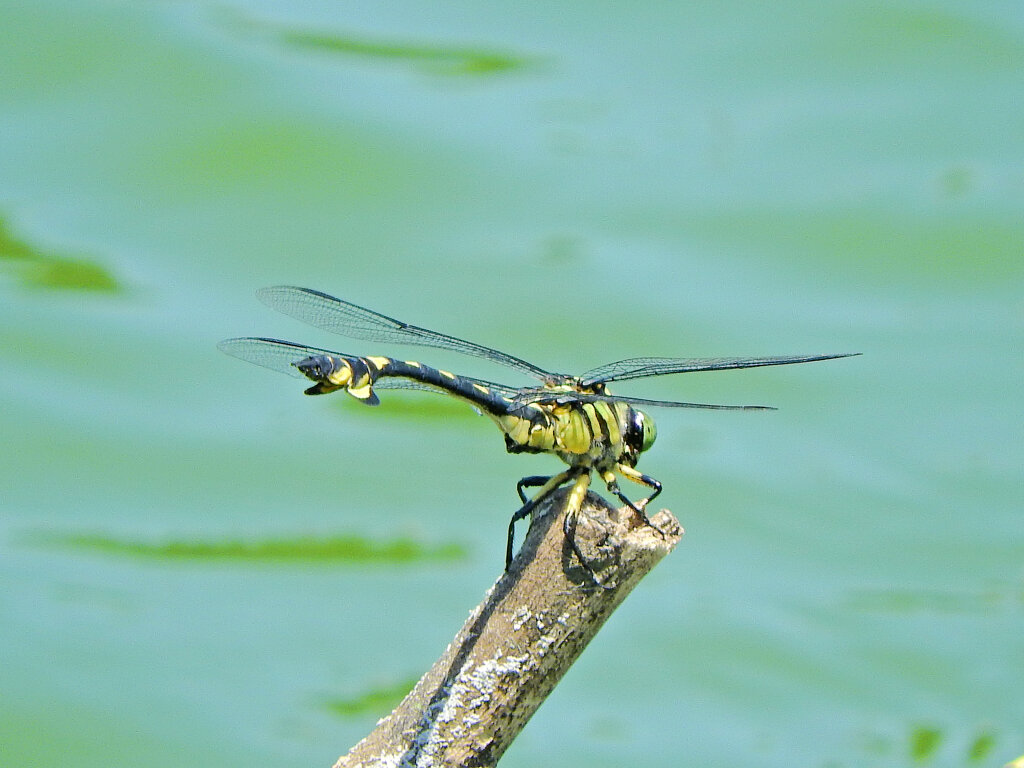 ウチワヤンマ　５