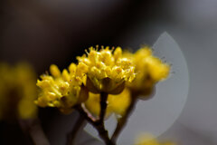 山茱萸 （さんしゅゆ） 春黄金花（はるこがねばな）１０