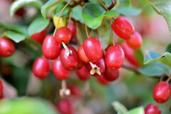 熟した夏茱萸の実　４