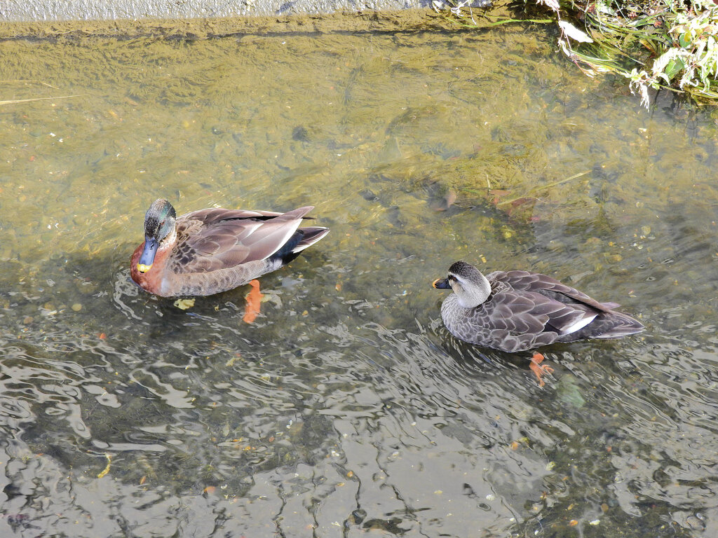 マガモとカルガモのハーフ？　とカルガモ　１