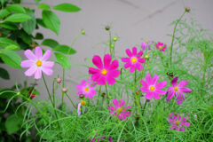 早く秋になれぇ～秋桜　１