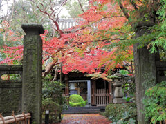 年末の大掃除　撮り溜め紅葉放出　１５