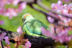 ワカケホンセイインコ（輪掛本青鸚哥）１
