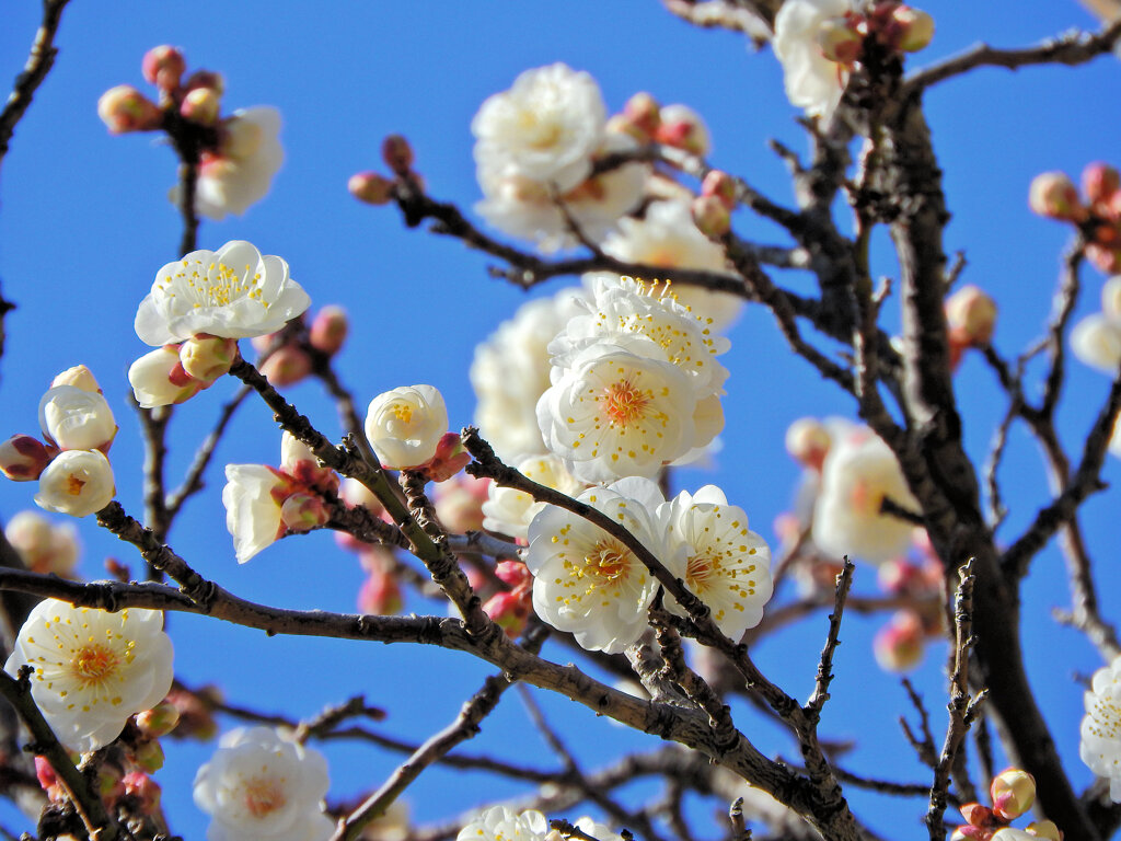 白梅が開花　９