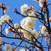 白梅が開花　９