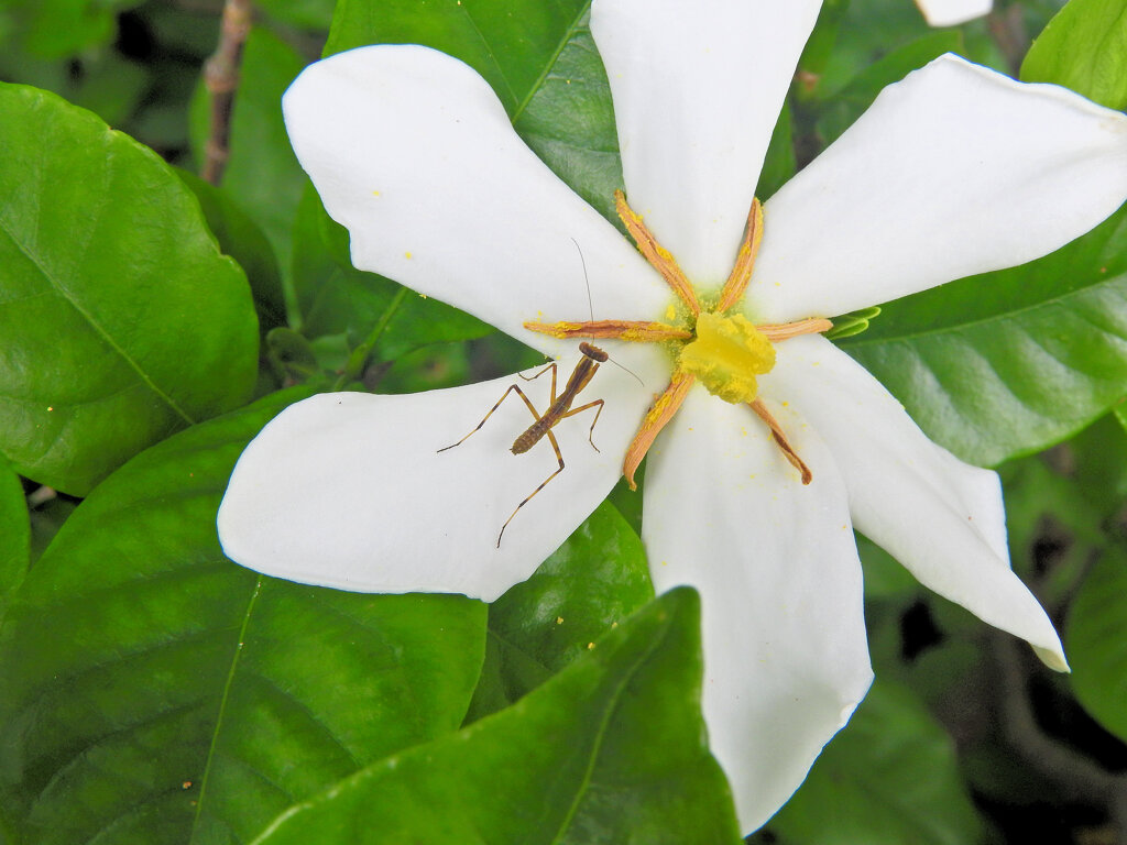 梔子の花に赤ちゃんカマキリ　１　