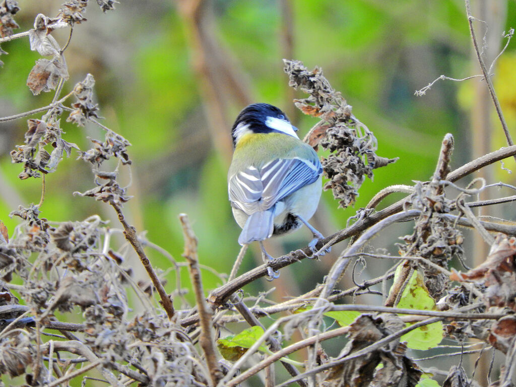 シジュウカラ　１