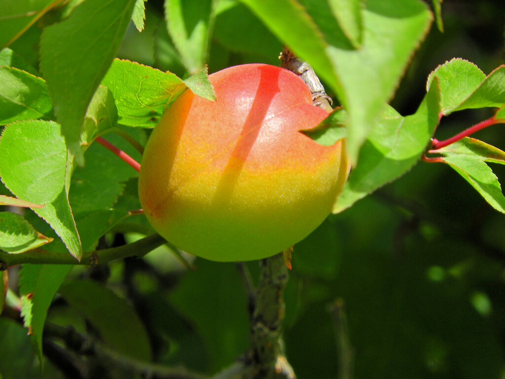 うめっすぅ　７