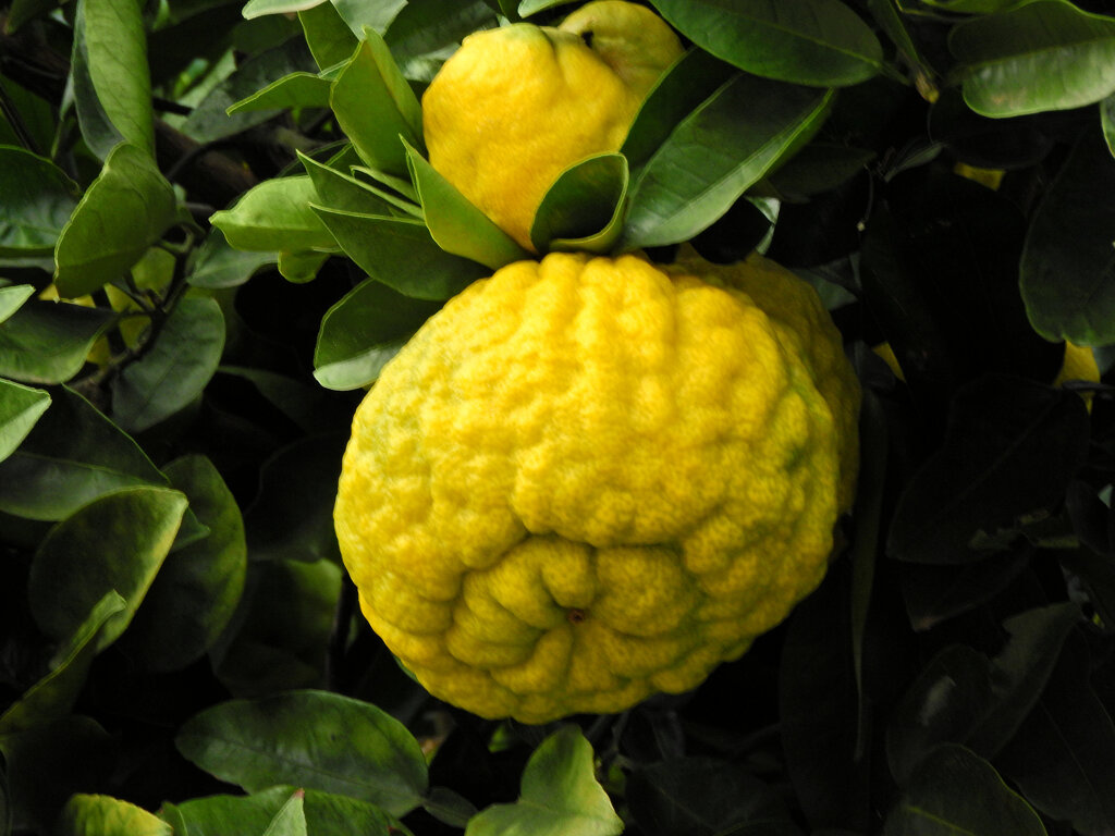 獅子柚子／鬼柚子／シシユズ／オニユズ　８