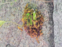 DSCN1779アシナガバチの(分蜂）？　2/2