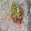 DSCN1779アシナガバチの(分蜂）？　2/2