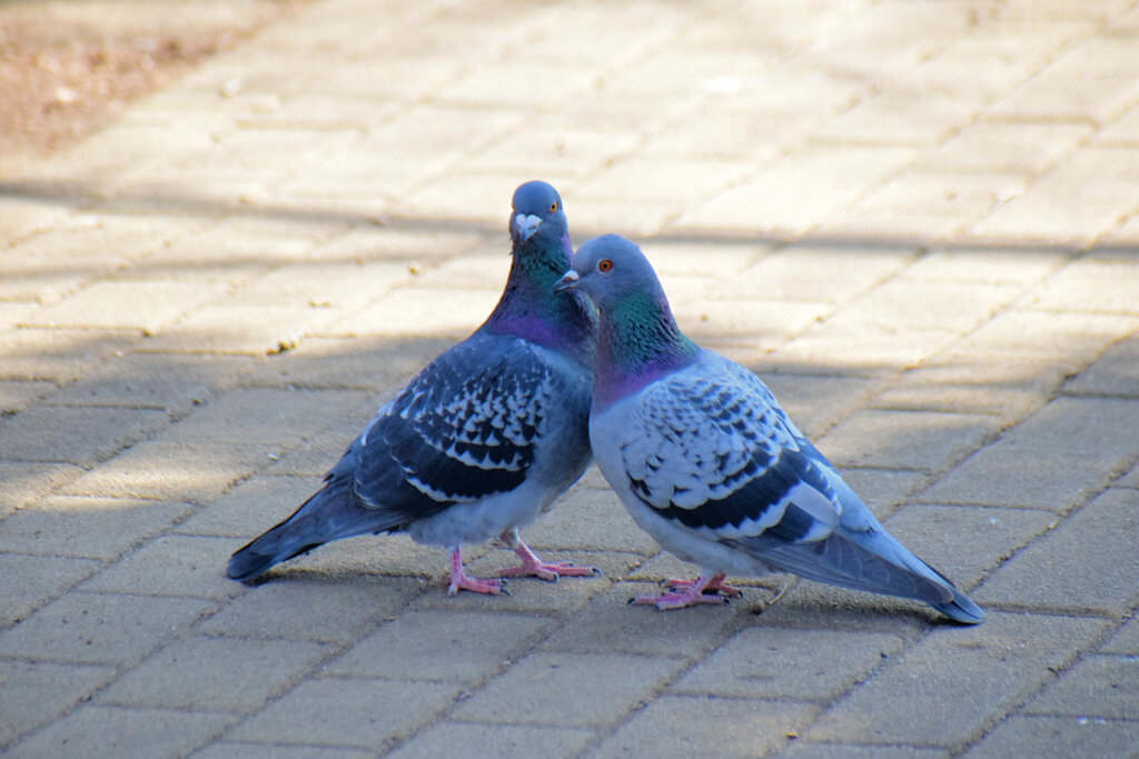 鳩の♡(*^ิ౪^ิ*)(´^ิ益^ิ`)♡