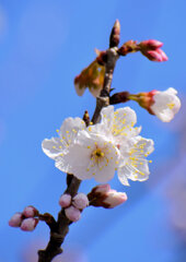 暖地桜桃（だんちおうとう）の花　１