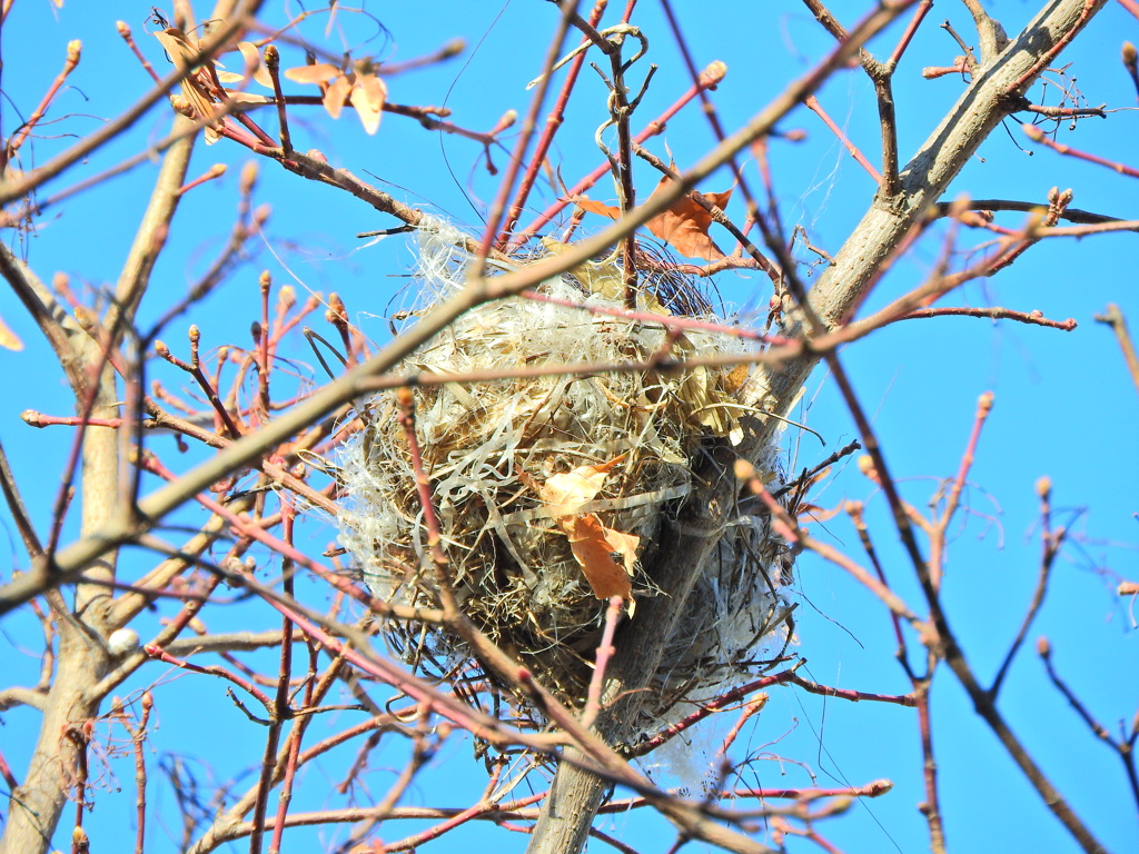紅葉が落葉したら現れた鳥の巣　２