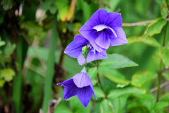 八重咲き桔梗１