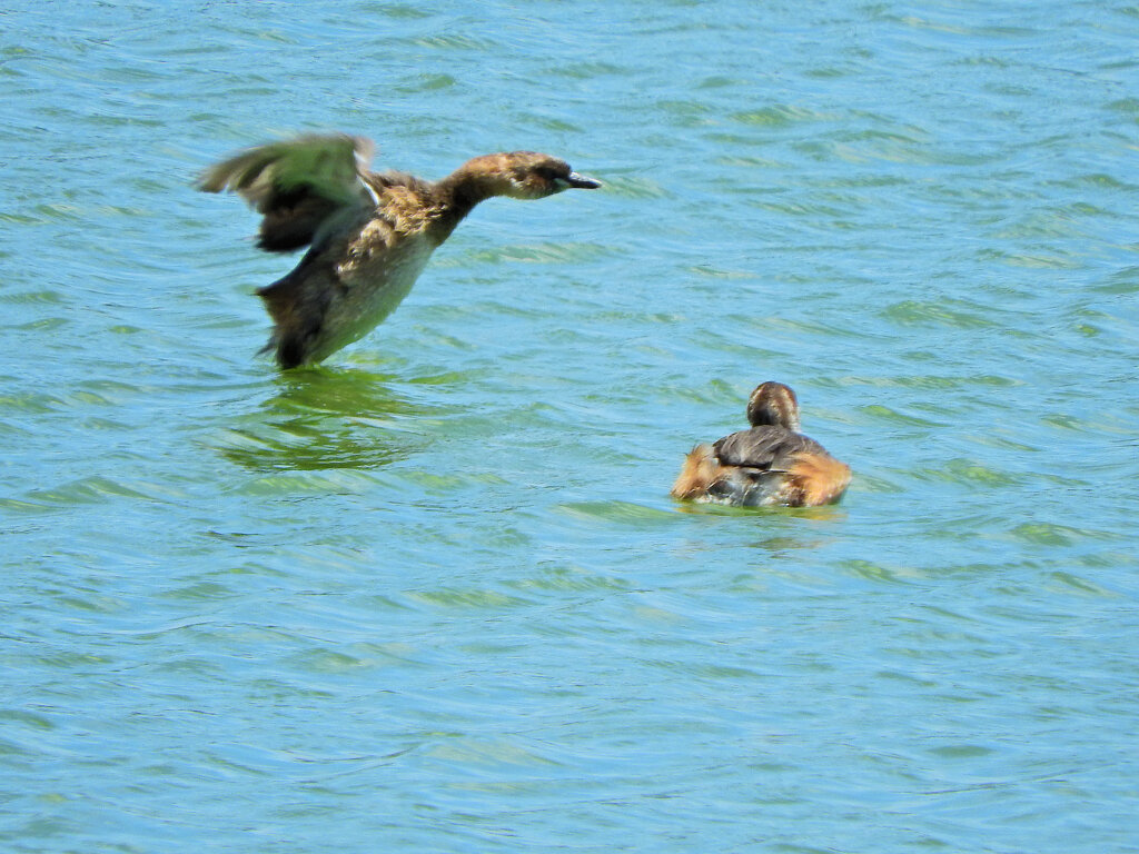 等々力緑地公園・・釣り堀池　カイツブリ　６