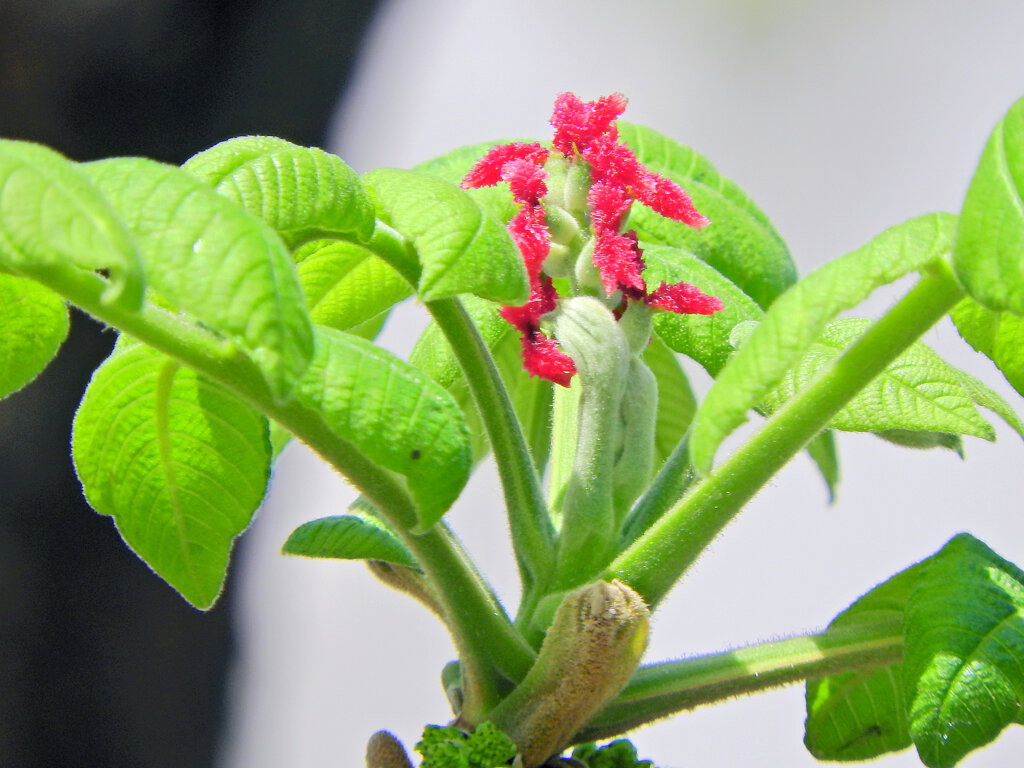 オニグルミの雌花　３